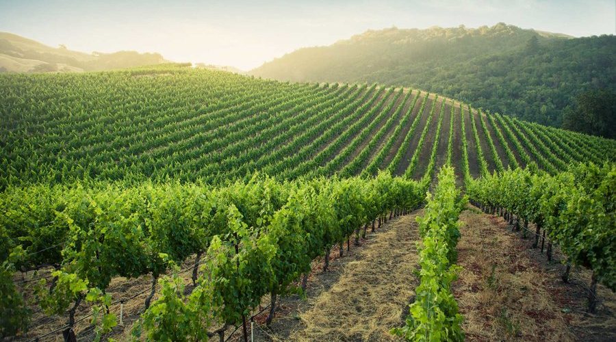 Top 10 red wines from the United States